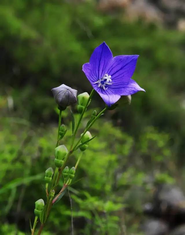 桔梗花：爱你永不悔