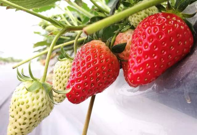 余杭最好吃的草莓,全国精品草莓金奖