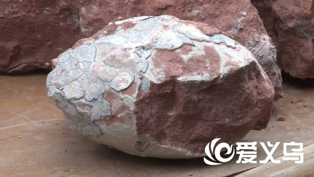 有图有真相，一亿年前义乌是恐龙乐园，因为今天在赤岸……