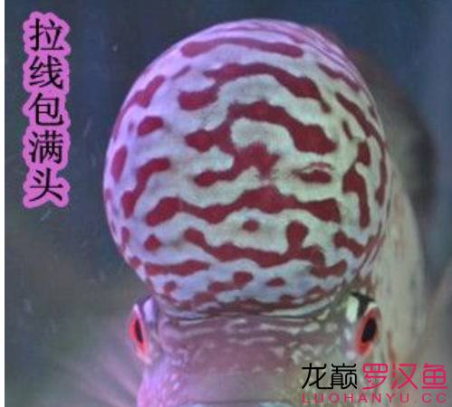 罗汉鱼饲养术语,罗汉鱼饲养法图解