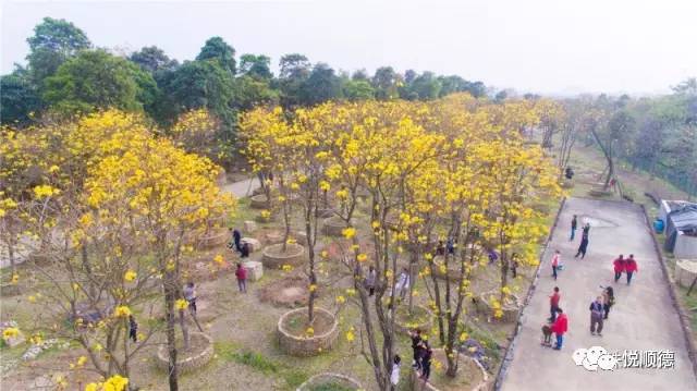 佛山哪里可以看黄花风铃木,佛山三水黄花风铃木最新视频