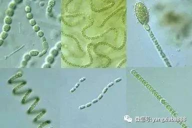 养殖塘的藻类培养技巧牢记这三点,如何提高水产养殖效益