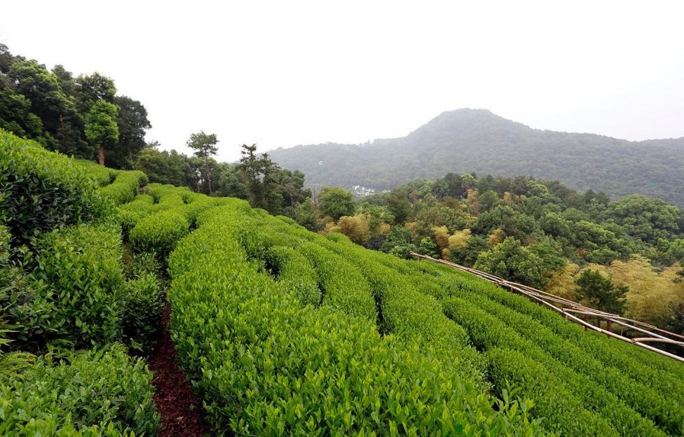 杭州西湖山舍,杭州禅意山舍