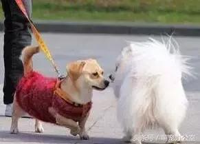 怀孕期的狗狗一定要注意，否则后果不堪设想！