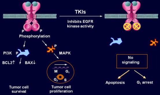 关于癌症你一定要知道的事,肺癌家属应该知道哪些问题