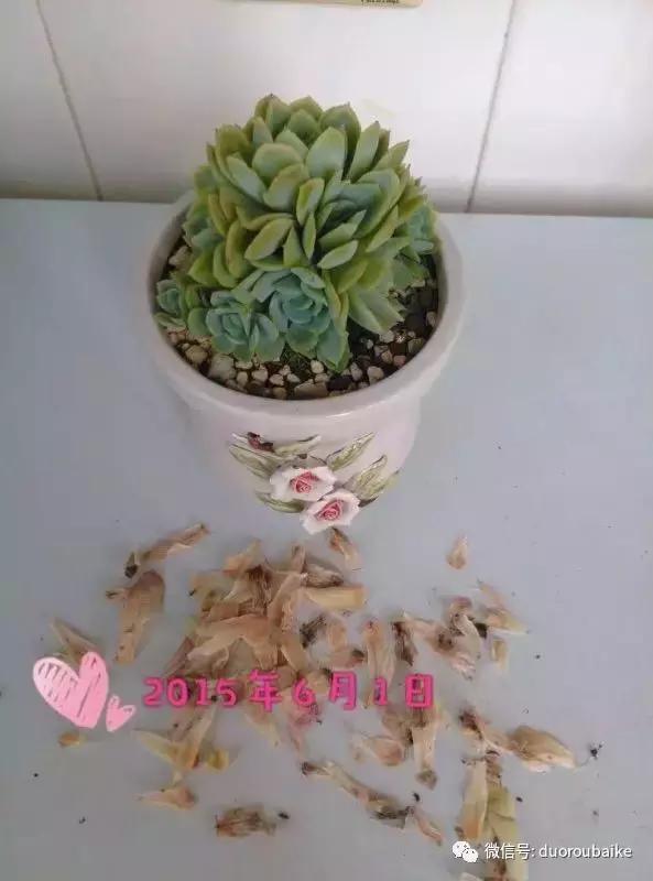 一株多肉治愈整个人心,一棵多肉的逆袭