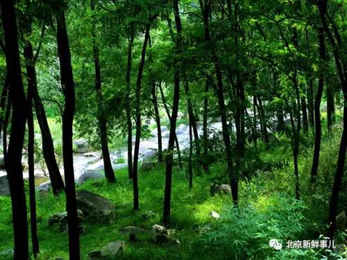 北京植物园踏青赏花,踏青赏花北京