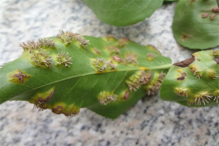 梨褐斑病和梨锈病的经验防治方法