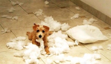 把狗狗独自留在家后的反应,把狗狗留在家里