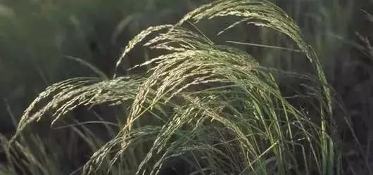 人类未来的重要食物是什么,美国十大未来食物