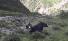 刘烨诺一破门,诺一刘烨扮老