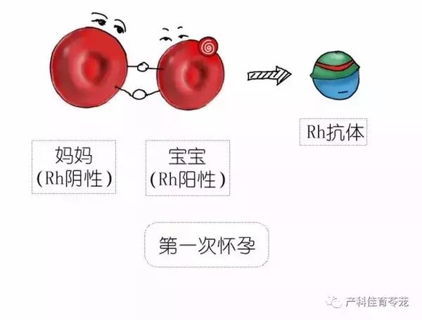 熊猫血女性是不是怀了容易流产,熊猫血的女人是不是很难受孕