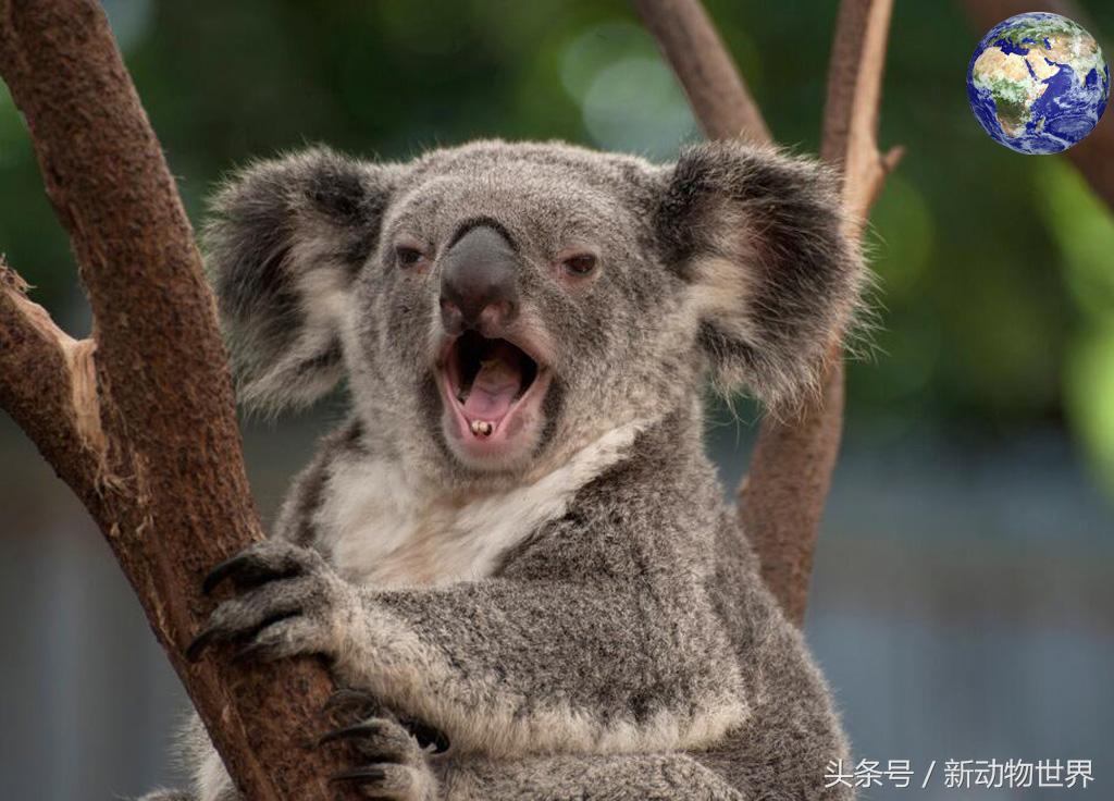 树袋熊其实不是熊的后一句,树袋熊是熊类还是鼠类