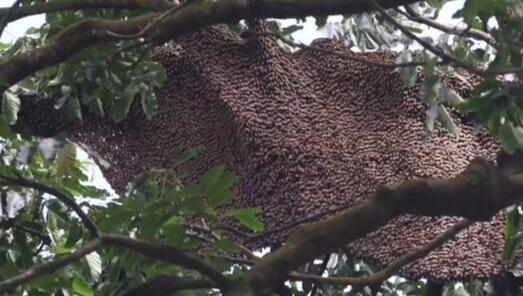 新加坡勿洛引来一群蜜蜂!如果蜜蜂到你家怎么办?