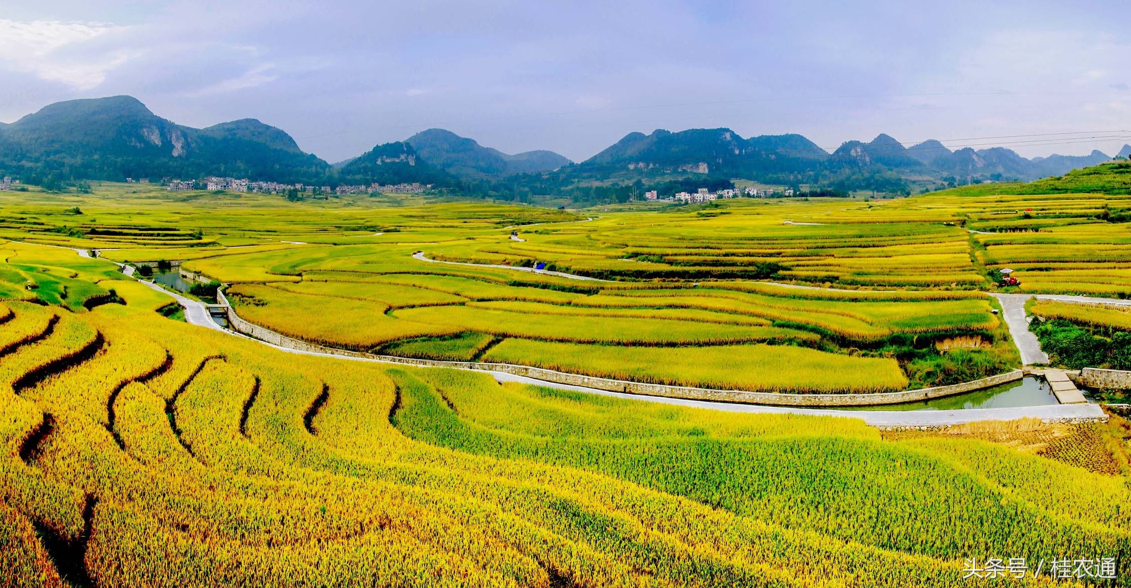好山好水出好米农家大米,好山好水出好米原生态农家米