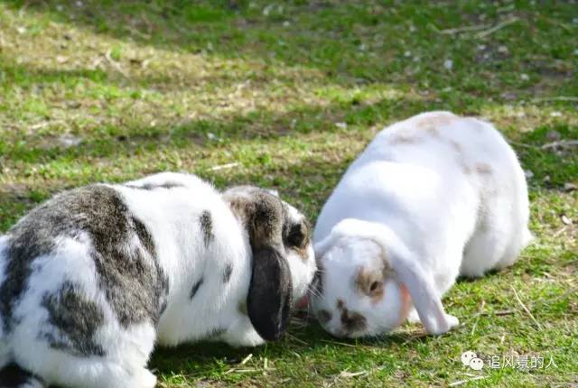 童年回忆兔八哥完整版,瘸腿鹦鹉的故事