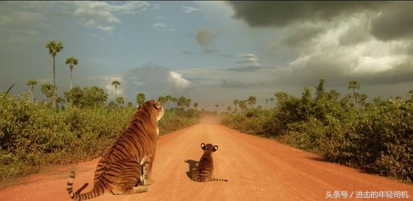 推荐十部关于人与动物的电影,值得一看的动物题材电影