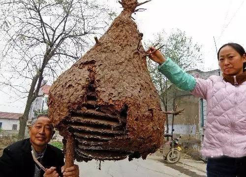 中药里的蜂房有啥药效,马蜂蜂房中药