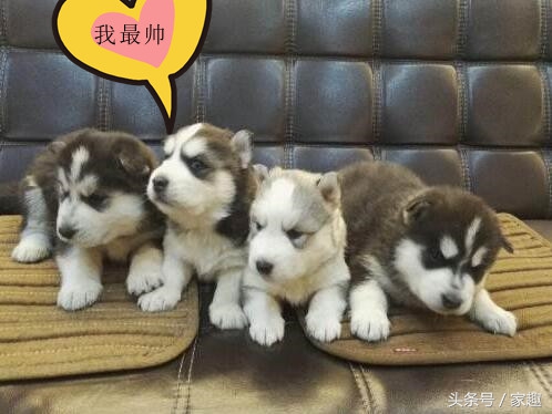 男子求鉴定狗仔是不是二哈，网友笑喷：土狗还能串出三把火，牛逼