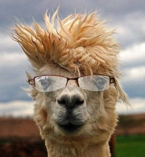 问世间情为何物后半句沙雕,问世间情为何物不过是一个废物