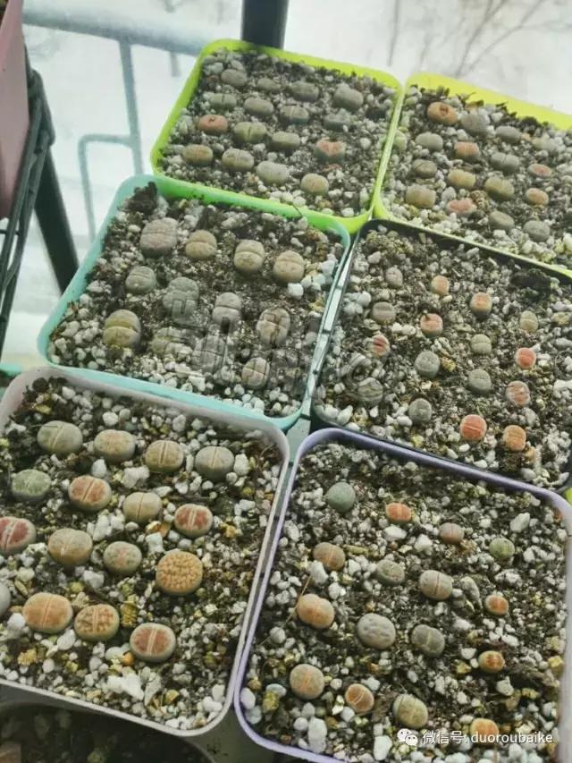 花能解语还多事的读音,一年生石花养护