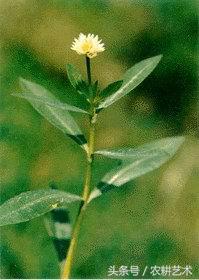 手绘中草药图谱,东北中草药图谱