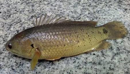 常见原生缸鱼,广西常见原生鱼