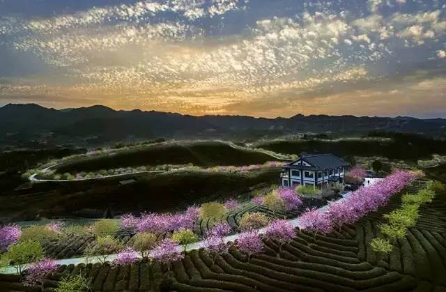 漳平茶山樱花,漳平樱花园景点