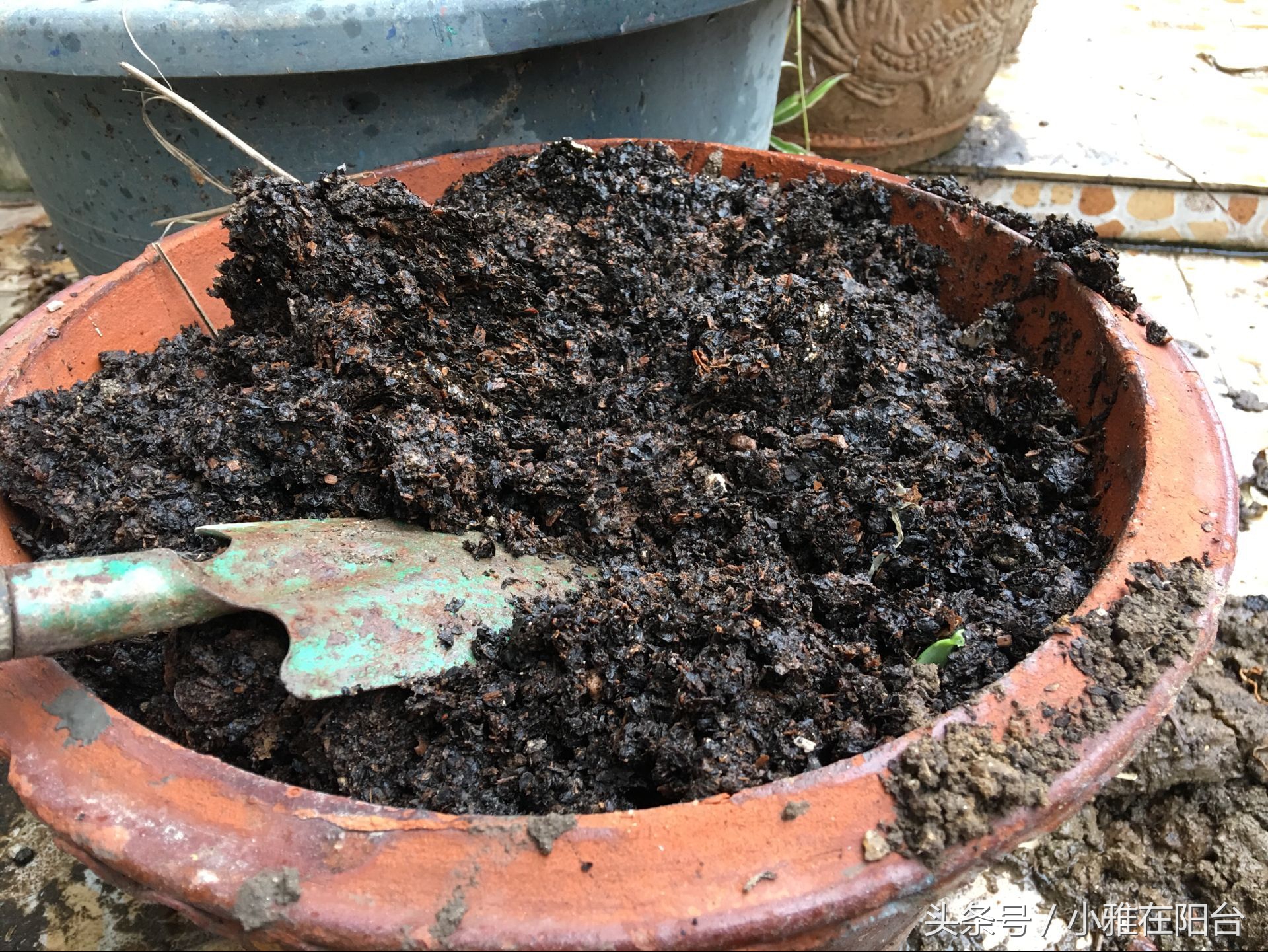 想种花但是没有花盆怎么办,想种花可是没有种子怎么办