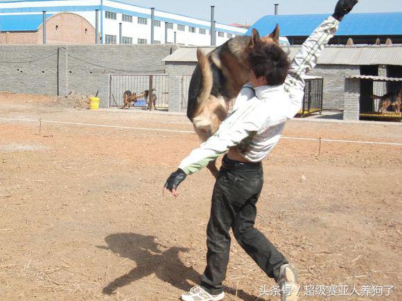 德牧幼犬性格怎么挑选,挑选德牧幼犬时候怎么判断性格