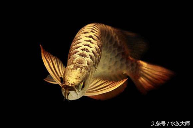 龙鱼用什么药预防疾病,龙鱼疾病的预防和治疗图解大全