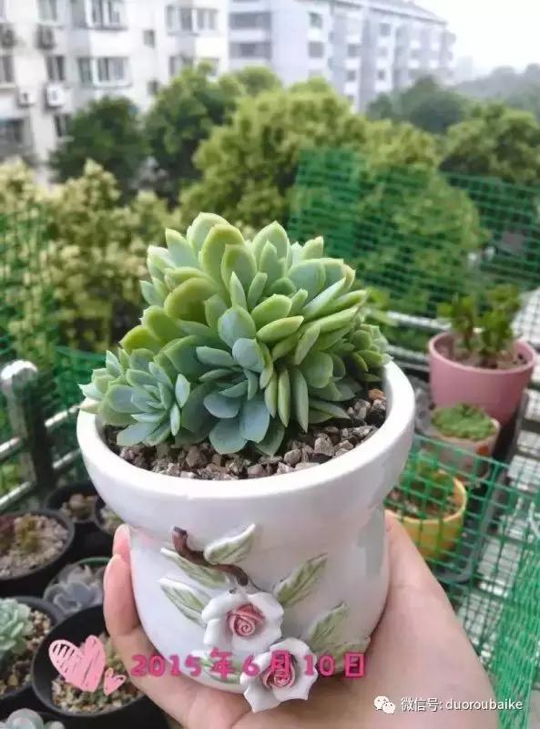 一株多肉治愈整个人心,一棵多肉的逆袭