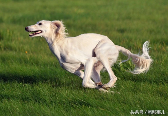 世界上最贵的三种狗狗是哪些,世界上最贵的十种宠物狗