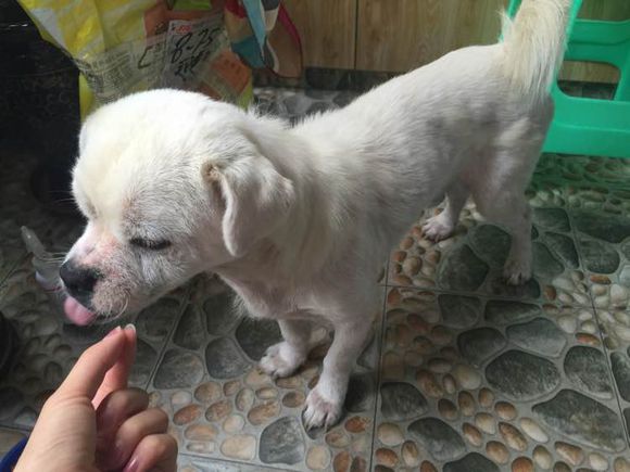 女子捡到一只脱毛的狗,女子捡到一只狗狗