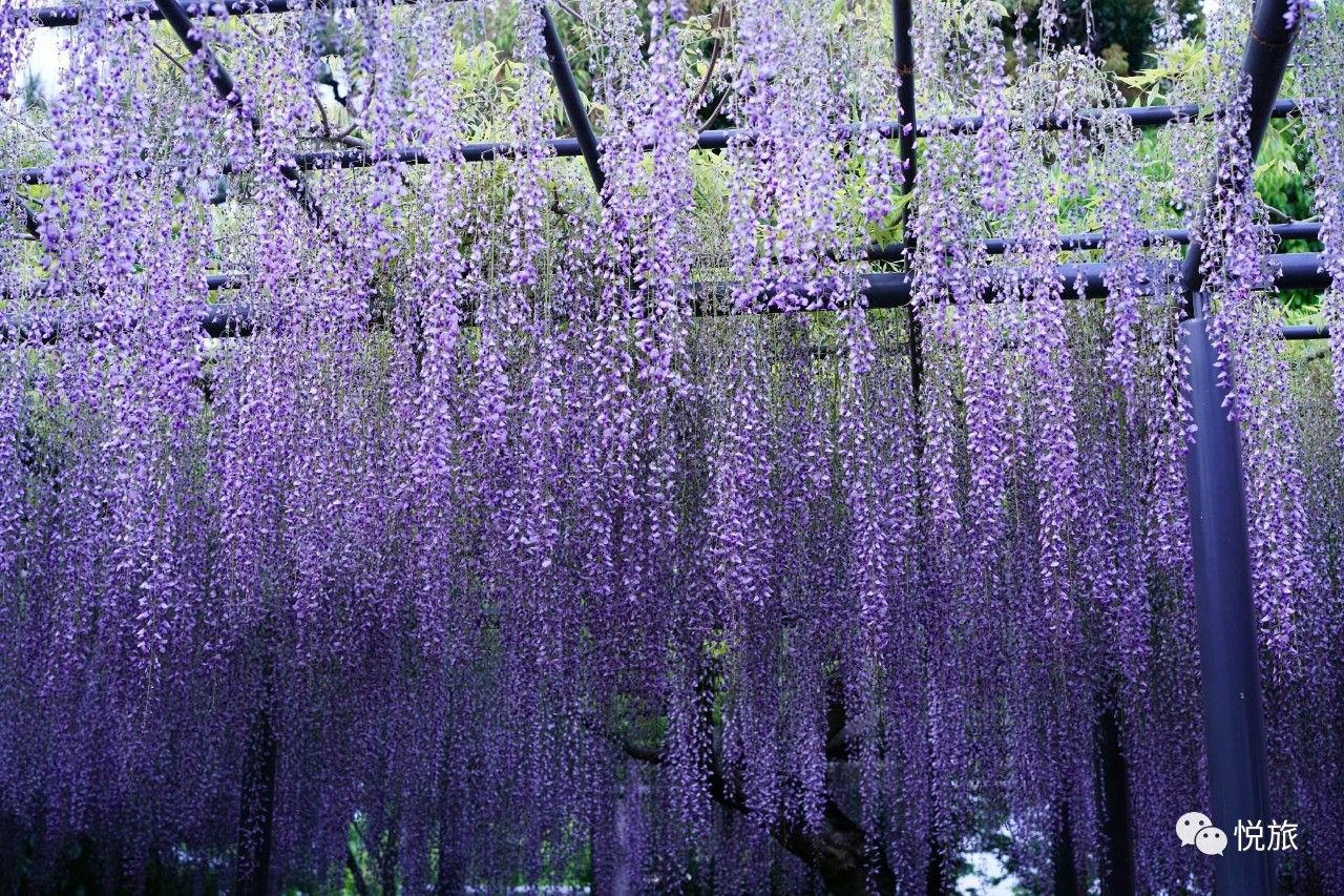日本紫藤花美景,日本最浪漫的紫藤