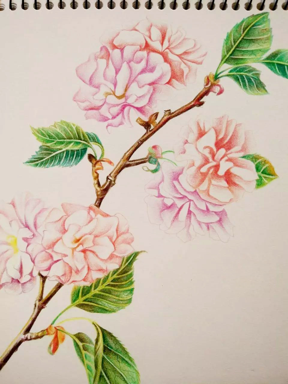 浪漫樱花分解版教程,绘画小教程动漫