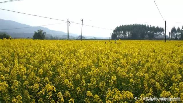 柳州美景樱花谷,柳州的花海美景