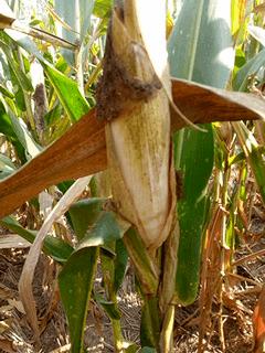 爆笑笑话足球,二货经典笑话100个