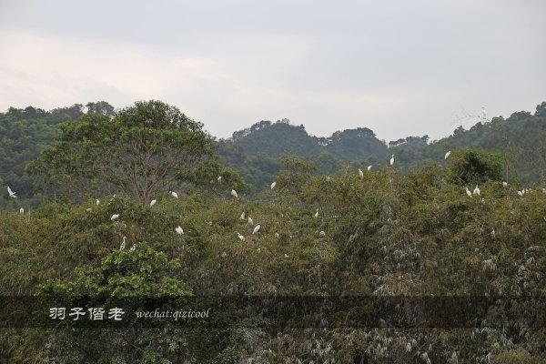 居于涟岸隐于湖，到肇庆体验离尘不离城的精致慢生活