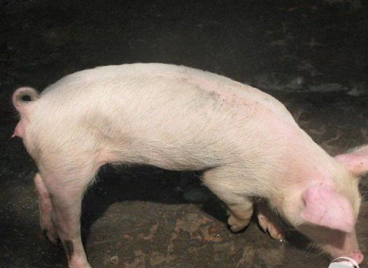 猪霉菌素中毒怎么治疗,猪赤霉菌毒素中毒