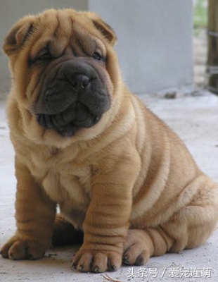 沙皮狗训练方法全集,沙皮怎么训练