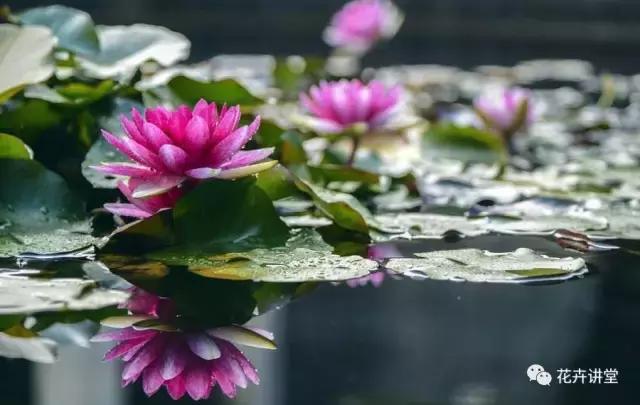 相似的花儿又来了，今天我们来认识它们