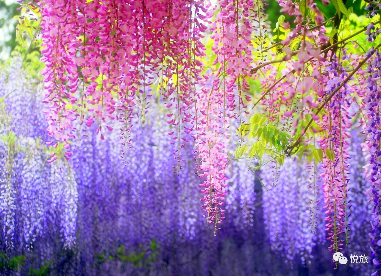 日本紫藤花美景,日本最浪漫的紫藤