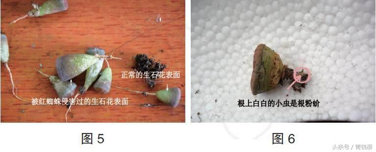 生石花土养怎么消毒,生石花上盆怎么养护