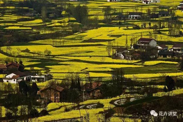 择一片花海，定三生情缘