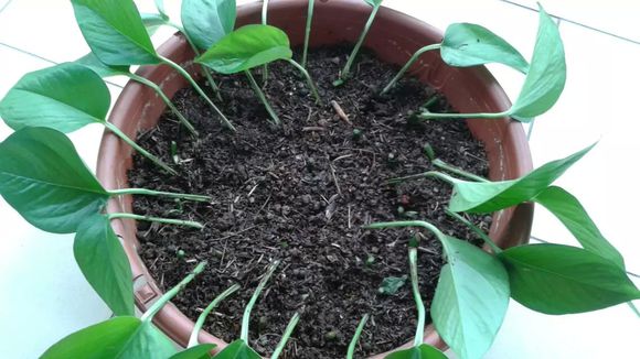 水培绿萝几天喂营养液,家庭水培绿萝的正确方法