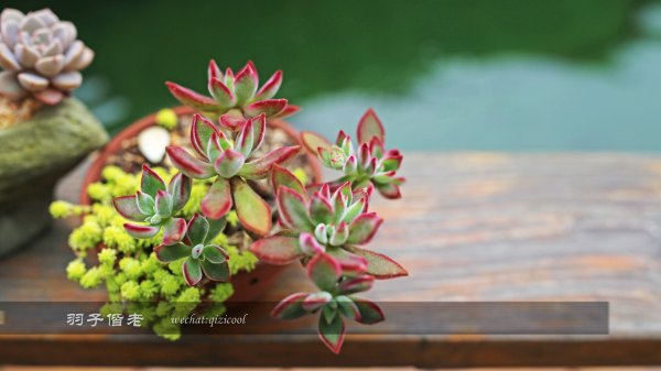 居于涟岸隐于湖，到肇庆体验离尘不离城的精致慢生活