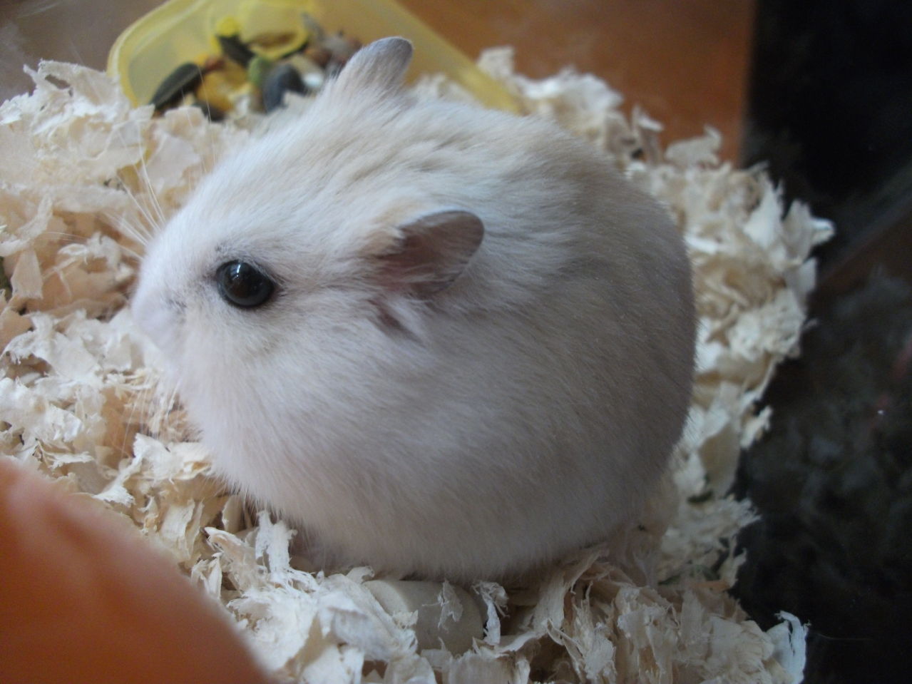 饲养仓鼠的正确方法,仓鼠老婆婆饲养教程