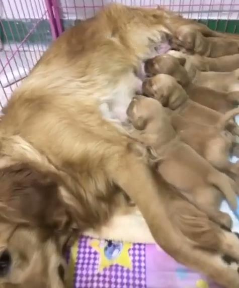 金毛下了七个崽奶水够吃吗,金毛生崽奶水不足