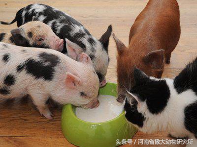 哺乳仔猪补铁过敏反映及治疗,哺乳仔猪补铁过敏反应及治疗